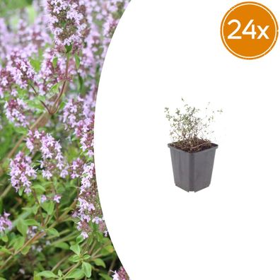 Thymus vulgaris | 24 Stück - Ø9cm - 10-25cm - Gartenpflanze