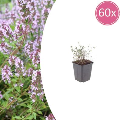 Thymus vulgaris | 60 Stück - Ø9cm - 10-25cm - Gartenpflanze