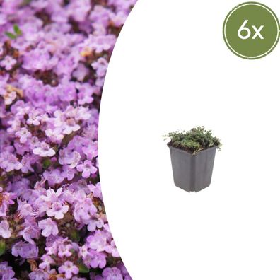 Thymus praecox 'Purple Beauty' | 6 Stück - Ø9cm - 10-25cm - Gartenpflanze