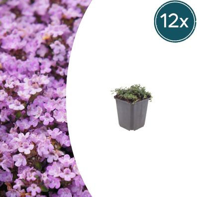 Thymus praecox 'Purple Beauty' | 12 Stück - Ø9cm - 10-25cm - Gartenpflanze