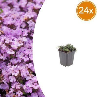 Thymus praecox 'Purple Beauty' | 24 Stück - Ø9cm - 10-25cm - Gartenpflanze