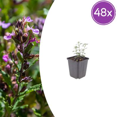 Teucrium lucidrys | 48 Stück - Ø9cm - 10-25cm - Gartenpflanze