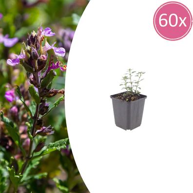 Teucrium lucidrys | 60 Stück - Ø9cm - 10-25cm - Gartenpflanze