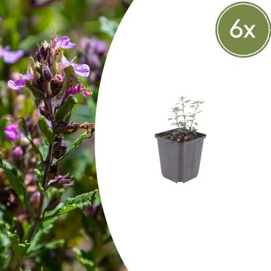 Teucrium lucidrys | 6 Stück - Ø9cm - 10-25cm - Gartenpflanze