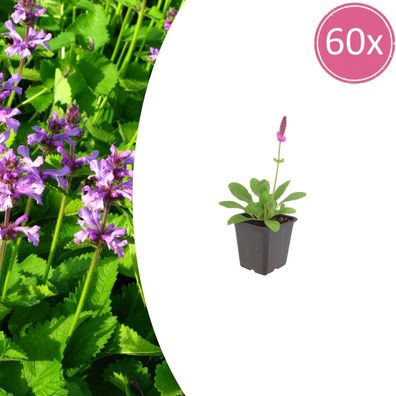 Stachys mon 'Hummelo' | 60 Stück - Ø9cm - 10-25cm - Gartenpflanze