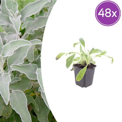 Stachys byzantina | 48 Stück - Ø9cm - 10-25cm - Gartenpflanze