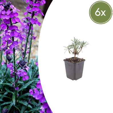 Erysimum 'Bowles' Mauve' | 6 Stück - Ø9cm - 10-25cm - Gartenpflanze