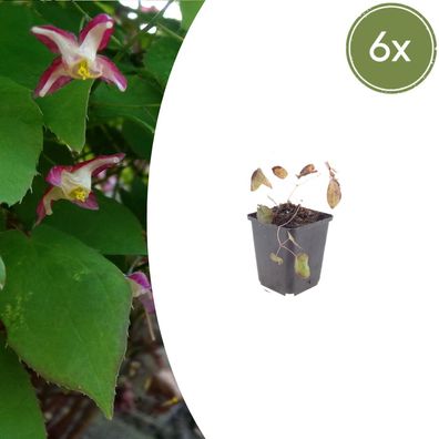 Epimedium rubrum | 6 Stück - Ø9cm - 10-25cm - Gartenpflanze