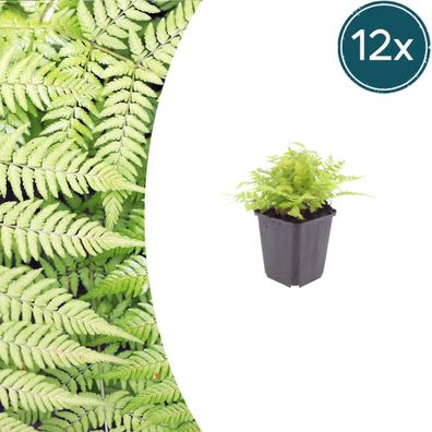 Dryopteris filix-mas | 12 Stück - Ø9cm - 10-25cm - Gartenpflanze