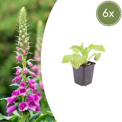 Digitalis purpurea | 6 Stück - Ø9cm - 10-25cm - Gartenpflanze