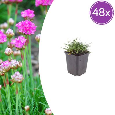 Armeria m 'Splendens' | 48 Stück - Ø9cm - 10-25cm - Gartenpflanze