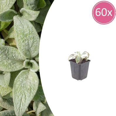 Stachys byzantina 'Silver Carpet' | 60 Stück - Ø9cm - 10-25cm - Gartenpflanze
