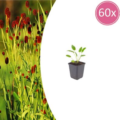 Sanguisorba o 'Tanna' | 60 Stück - Ø9cm - 10-25cm - Gartenpflanze
