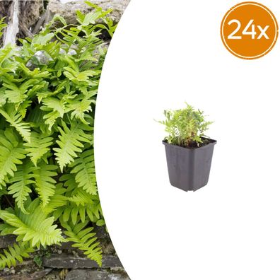 Polypodium vulgare | 24 Stück - Ø9cm - 10-25cm - Gartenpflanze