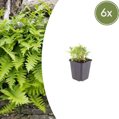 Polypodium vulgare | 6 Stück - Ø9cm - 10-25cm - Gartenpflanze