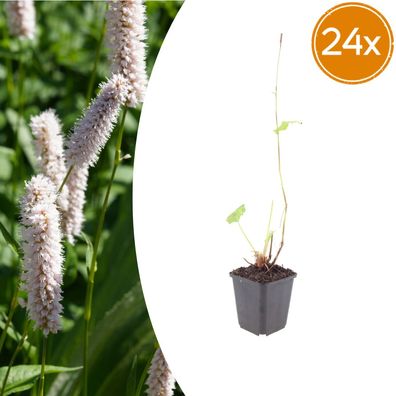 Persicaria bistorta 'Superba' | 24 Stück - Ø9cm - 10-25cm - Gartenpflanze