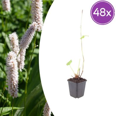 Persicaria bistorta 'Superba' | 48 Stück - Ø9cm - 10-25cm - Gartenpflanze