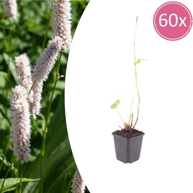Persicaria bistorta 'Superba' | 60 Stück - Ø9cm - 10-25cm - Gartenpflanze