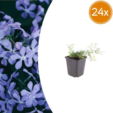 Phlox (S) 'Emerald Cushion Blue' | 24 Stück - Ø9cm - 10-25cm - Gartenpflanze