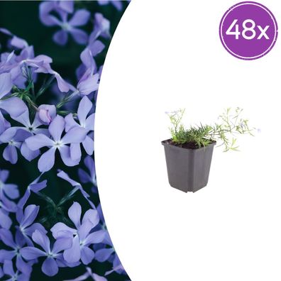 Phlox (S) 'Emerald Cushion Blue' | 48 Stück - Ø9cm - 10-25cm - Gartenpflanze
