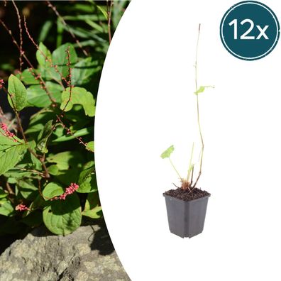 Persicaria a 'Speciosa' | 12 Stück - Ø9cm - 10-25cm - Gartenpflanze