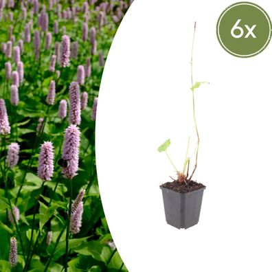 Persicaria aff 'Superba' | 6 Stück - Ø9cm - 10-25cm - Gartenpflanze