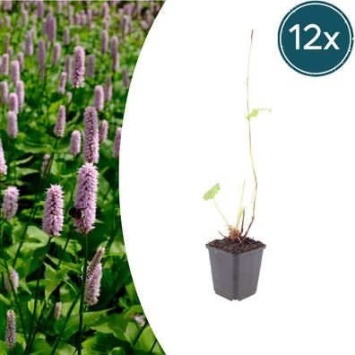 Persicaria aff 'Superba' | 12 Stück - Ø9cm - 10-25cm - Gartenpflanze