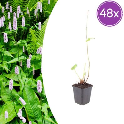 Persicaria a 'Alba' | 48 Stück - Ø9cm - 10-25cm - Gartenpflanze