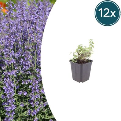 Nepeta 'Grol' | 12 Stück - Ø9cm - 10-25cm - Gartenpflanze