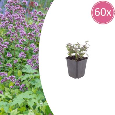 Origanum laevigatum 'Herrenhausen' | 60 Stück - Ø9cm - 10-25cm - Gartenpflanze