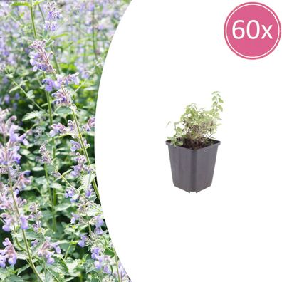 Nepeta faassenii | 60 Stück - Ø9cm - 10-25cm - Gartenpflanze