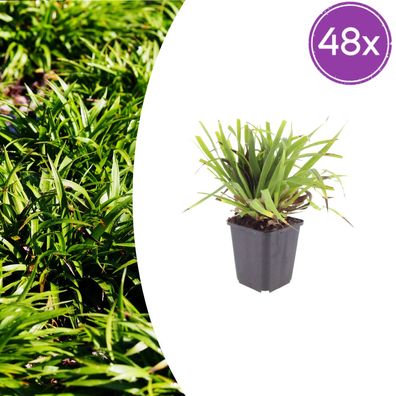 Luzula sylvatica | 48 Stück - Ø9cm - 10-25cm - Gartenpflanze
