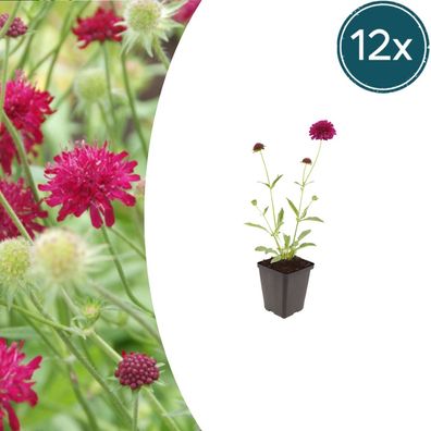 Knautia macedonica | 12 Stück - Ø9cm - 10-25cm - Gartenpflanze