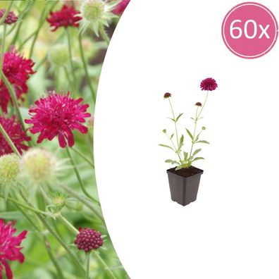Knautia macedonica | 60 Stück - Ø9cm - 10-25cm - Gartenpflanze