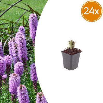 Liatris spicata | 24 Stück - Ø9cm - 10-25cm - Gartenpflanze