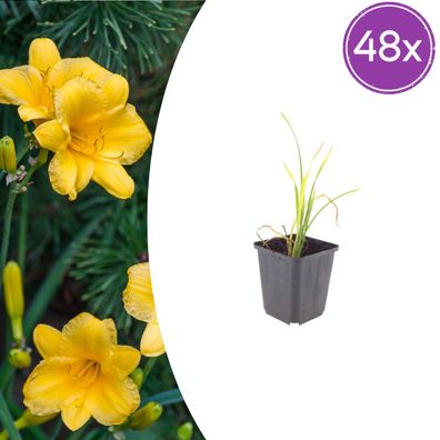 Hemerocallis 'Stella de Oro' | 48 Stück - Ø9cm - 10-25cm - Gartenpflanze