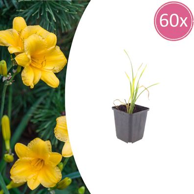 Hemerocallis 'Stella de Oro' | 60 Stück - Ø9cm - 10-25cm - Gartenpflanze
