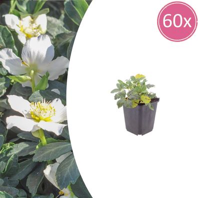 Helleborus niger | 60 Stück - Ø9cm - 10-25cm - Gartenpflanze