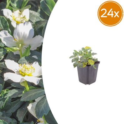 Helleborus orientalis | 24 Stück - Ø9cm - 10-25cm - Gartenpflanze