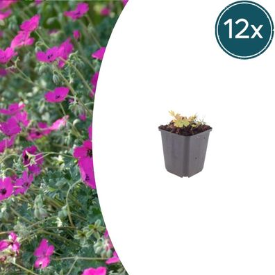 Geranium sang 'Max Frei' | 12 Stück - Ø9cm - 10-25cm - Gartenpflanze
