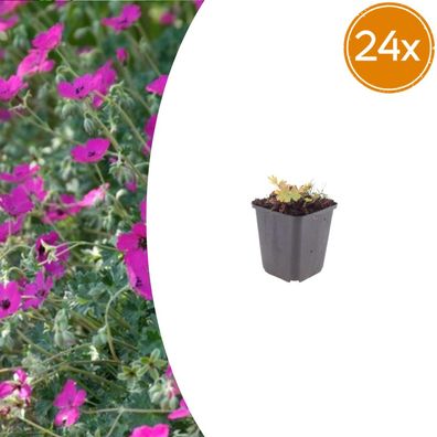 Geranium sang 'Max Frei' | 24 Stück - Ø9cm - 10-25cm - Gartenpflanze