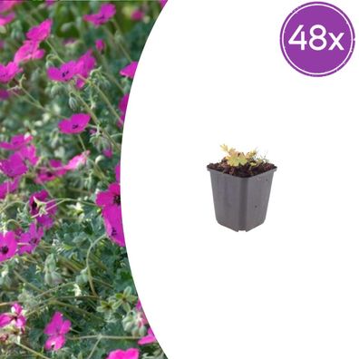 Geranium sang 'Max Frei' | 48 Stück - Ø9cm - 10-25cm - Gartenpflanze