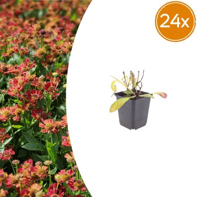 Helenium 'Moerheim Beauty' | 24 Stück - Ø9cm - 10-25cm - Gartenpflanze