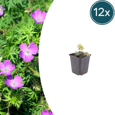 Geranium sanguineum | 12 Stück - Ø9cm - 10-25cm - Gartenpflanze