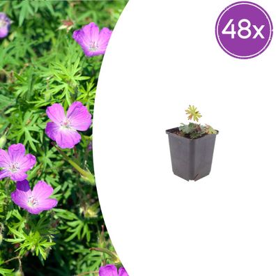 Geranium sanguineum | 48 Stück - Ø9cm - 10-25cm - Gartenpflanze