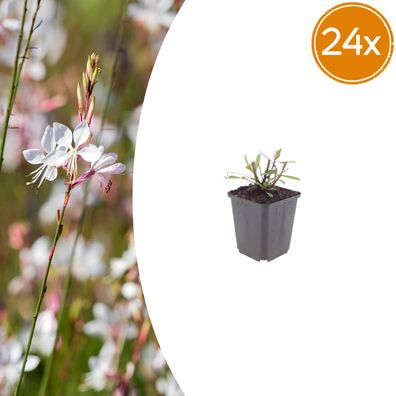 Gaura l 'Whirling Butterflies' | 24 Stück - Ø9cm - 10-25cm - Gartenpflanze