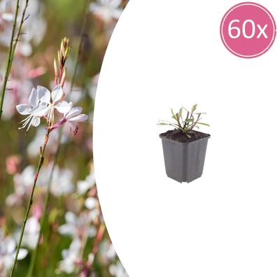 Gaura l 'Whirling Butterflies' | 60 Stück - Ø9cm - 10-25cm - Gartenpflanze