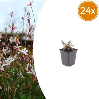 Gaura l 'Siskiyou Pink' | 24 Stück - Ø9cm - 10-25cm - Gartenpflanze