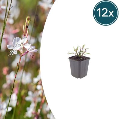 Gaura l 'Whirling Butterflies' | 12 Stück - Ø9cm - 10-25cm - Gartenpflanze
