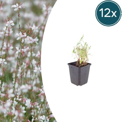 Gaura lindheimeri | 12 Stück - Ø9cm - 10-25cm - Gartenpflanze